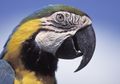 Mengapa Burung Beo Bisa Meniru Suara?