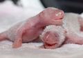 Bayi Panda Kembar Pertama Lahir di Tiongkok
