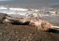 Misteri Hewan Laut Berparuh dan Berbulu yang Terdampar di Pesisir Rusia