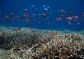 WWF: Populasi Laut Dunia Mengalami Penurunan Tajam