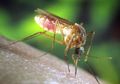 Pertama Kali Dikonfirmasi, Nyamuk <i>Aedes aegypti</i> Sebagai Penular Zika