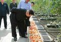 Khawatir Diracun, Kim Jong Un Minta Semua Sayuran Diperiksa Ketat