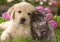 Studi: Bermain dengan Anjing dan Kucing Bagus untuk Redakan Stres