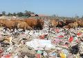 Tak Ada Pilihan Lain, Sampah Jadi Makanan Pokok Sapi