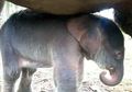 Bayi Gajah Betina Lahir di Hutan Konservasi Tangkahan