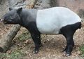 Mengapa Tapir Hanya Terdapat di Amerika Selatan dan Asia?