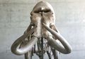 Fosil Mammoth Kembali Ditemukan di Rotkreuz, Swiss