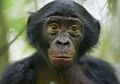 Bonobo, Kera yang Senang Berteman dengan Pembuat Onar