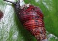 Invertebrata, Korban Kepunahan Massal Keenam yang Terlupakan
