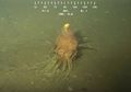 Ini Dia Monster Spaghetti dari Bawah Laut
