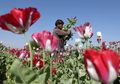 UNODC: Produksi Opium Myanmar Tetap Stabil Akibat Kemiskinan dan Konflik