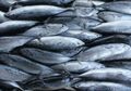 Sempat Ada Ikan Ganas dari Amazon Masuk ke Jawa Tengah, Terpaksa Dibius Hingga Mati Lemas