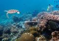 WWF-Indonesia: Kerusakan Laut di Indonesia Masih Bisa Diselamatkan