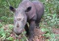 Ingin Tahu Pengalaman Berjumpa Anak Badak Sumatra di Alam Liar?