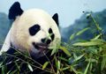 Salah Satu Bayi Kembar Panda Mei Xiang Mati