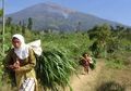 Empat Hari Kebakaran, 200 Hektar Hutan Gunung Sumbing Rusak