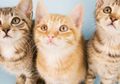 Kucing yang Terinfeksi Virus Corona Dapat Menularkannya ke Kucing Lain