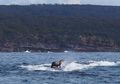 Anjing Laut Terlihat <i>Berselancar</i> Paus Bungkuk di Australia