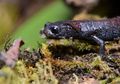 Fakta Mengejutkan tentang Salamander