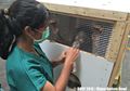 Moza, Bayi Orangutan yang Akhirnya Pulang