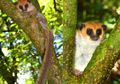 Spesies Baru Lemur Kerdil ditemukan di Madagaskar