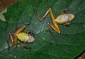Katak yang Berpura-pura Mati