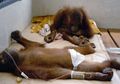 Orangutan Jadi Korban Kebakaran Hutan di Kalimantan