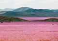 <i>Desert in Bloom</i>, Lukisan El-Nino di Daerah Terkering di Dunia