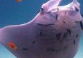 Ikan Pari Berwarna Pink Terlihat di Perairan Australia