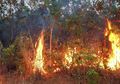 Kebakaran Hutan di Riau, Dampaknya Mulai Gangguan Pernapasan Hingga Cacat Janin