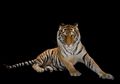 Mesin Penggali Meremukkan Seekor Harimau di India