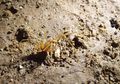 Spesies Baru Arachnida Diberi Nama Karakter Lord of the Rings