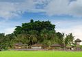 Bukan Hanya Ubud, Balige Miliki Hamparan Sawah Memesona
