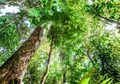 Kabar Buruk, Hutan Amazon Menghasilkan Karbon Lebih Banyak Dibanding yang Diserapnya