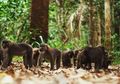 Bertemu <i>Macaca Maura</i>, Satwa Endemik di Taman Nasional Bantimurung Bulusarauang