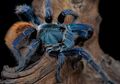 Sains Masih Belum Bisa Jelaskan Alasan Tarantula Berwarna Biru