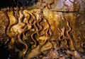 Misteri Seabad Terpecahkan, Belut Amerika Ditemukan di Laut Sargasso
