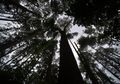 Dukungan Masyarakat Dibutuhkan untuk Melaksanakan Komitmen Deforestasi