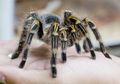 Tarantula Spesies Baru Ditemukan di Hutan Pulau Kalimantan