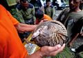 Mata Harimau, Penis Buaya: Menu Makan Malam di Malaysia