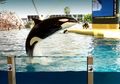 SeaWorld Umumkan Mengakhiri Semua Program Penangkaran Paus Pembunuh