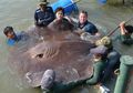 Ikan Pari Terbesar di Dunia Ditemukan di Thailand