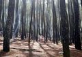 Apa Yang Membuat Hutan Ini Terkenal di Media Sosial?