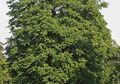 <i>Ailanthus altissima</i>, Sang Pohon Surga
