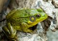 Apa Perbedaan Katak dan Kodok?