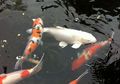 Ada yang Laku Hingga Rp25 Milliar, Rupanya Inilah Kelebihan Ikan Koi Hingga Dihargai Fantastis