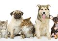 Jenis Makanan yang Sebaiknya Tidak Diberikan kepada Anjing Peliharaan Kita
