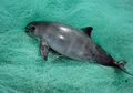 Pemburuan Ilegal Ikan Totoaba Berdampak Terhadap Kepunahan Vaquitas