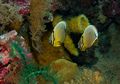 Laut Lestari Wakatobi