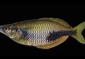 Ikan Pelangi Berkelopak Mata Emas dari Papua